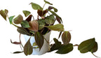 Philodendron Live Plant, Air Purifying, Easy Care, Easy to Grow, Rare Variety, Live Indoor Plant, 4 inch Pot (Philodendron Micans)