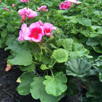 Set 2 Geranium Plants Live, 4-9 Inches Tall, Hardy Flowering Geraniums for Garden or Pots, Fragrant Perennial Blooms (Rose Geranium)
