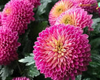 100PCS Mixed Color Snowball Mums Pompon Chrysanthemum Seeds Pompon Mum Courtyard Flower Heirloom Rare Seeds