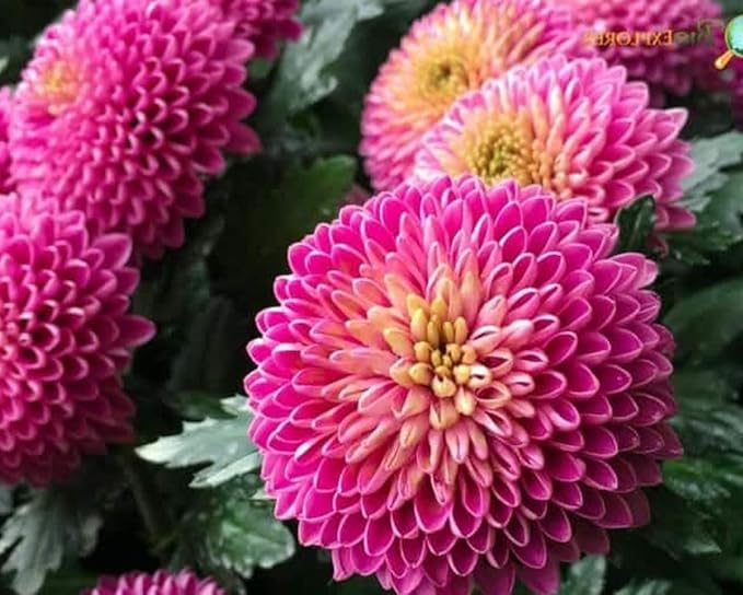 100PCS Mixed Color Snowball Mums Pompon Chrysanthemum Seeds Pompon Mum Courtyard Flower Heirloom Rare Seeds