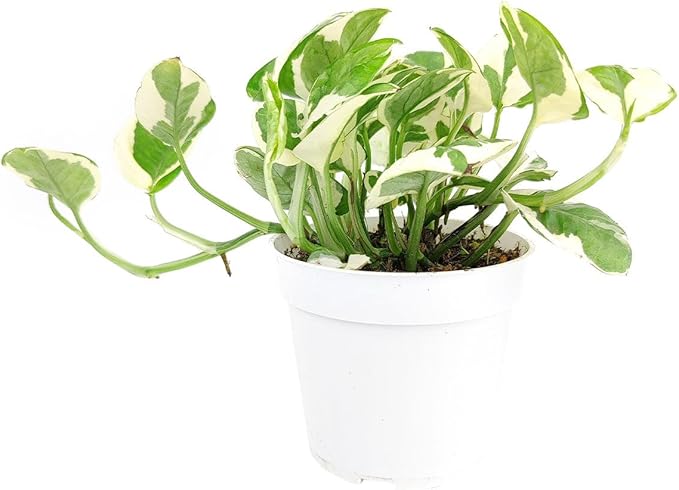 Pothos N'joy (4 inch) - Air-Purifying Houseplants - 4/6 inch Unique Live Decorative Houseplants - Low-Maintenance Indoor Plants, House Warming Gift, Natural Air Purifier