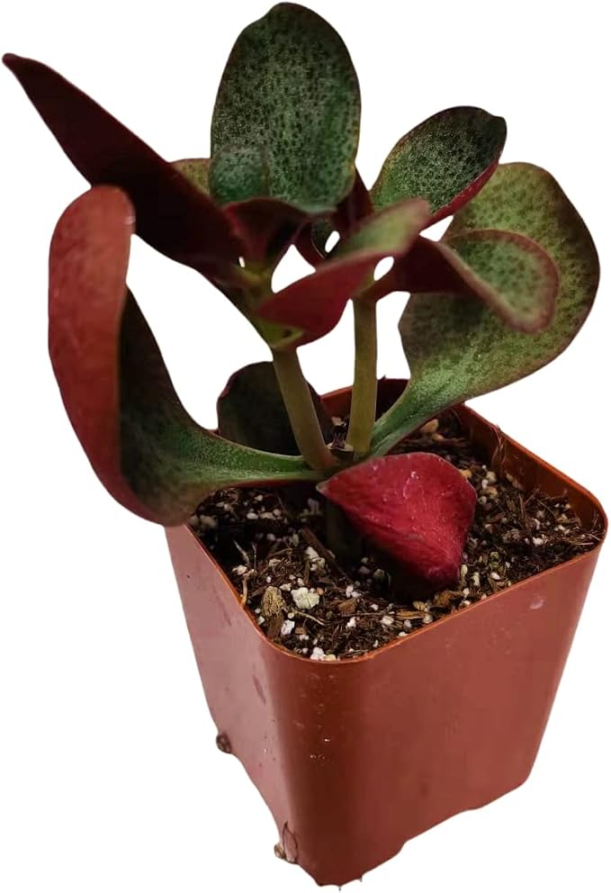 Live Succulent Cactus Plants from USKC (2" Pot) (Crassula Streyi 'Pondo Cliff')