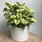 Peperomia Live Plant, Peperomia Obtusifolia Variegated, Baby Rubber Houseplant in 4'' Inch Pot, Easy Indoor Rubber Plant Live for Shelves, Desks & Small Spaces