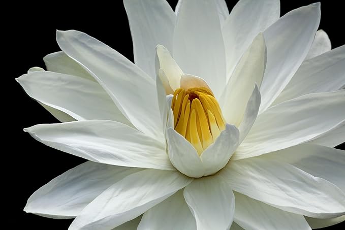 Live Hardy Water Lily Tubers Rhizomes Bulb Seed Nymphaea Aquatic Pond Plants Water Gardens Pre-Grown Flower in White Pink Red Yellow Orange Blue Purple (1, White Hardy Pond Lily)
