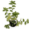 Tradescantia Fluminensis Live Plant - Variegated Wandering Jew - Small Leaf Spiderwort Ideal for Home & Office Decor - Low Maintenance Easy to Grow and Maintain Air Purifying Houseplant