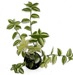 Tradescantia Fluminensis Live Plant - Variegated Wandering Jew - Small Leaf Spiderwort Ideal for Home & Office Decor - Low Maintenance Easy to Grow and Maintain Air Purifying Houseplant