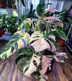 50pcs Mixed Monstera Plant Seeds, Rare Tropical Foliage Variety, Easy to Grow Houseplant, Indoor & Outdoor Decorative Greenery, Exotic Jungle Vibes for Home or Garden Planters