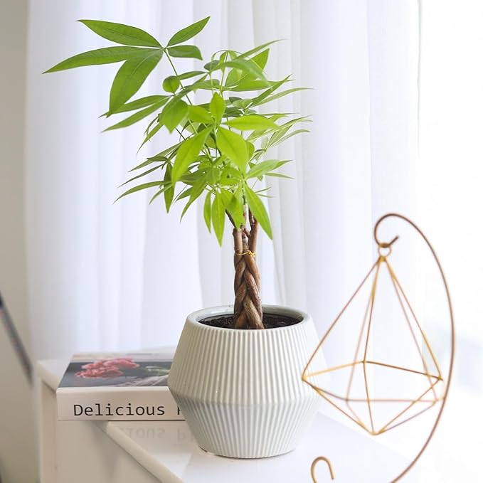 Braided Pachira Stump Money Tree (6" Grower Pot) - Low Light and Healthy Houseplant - Easy to Care Indoor Plants - Live Healthy Houseplant for Home Office Decoration