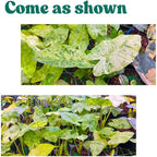 2 Variegated Alocasia Plants Live Houseplant for Indoor Outdoor Growing, 4 to 8 Inches Tall, Rare and Hardy