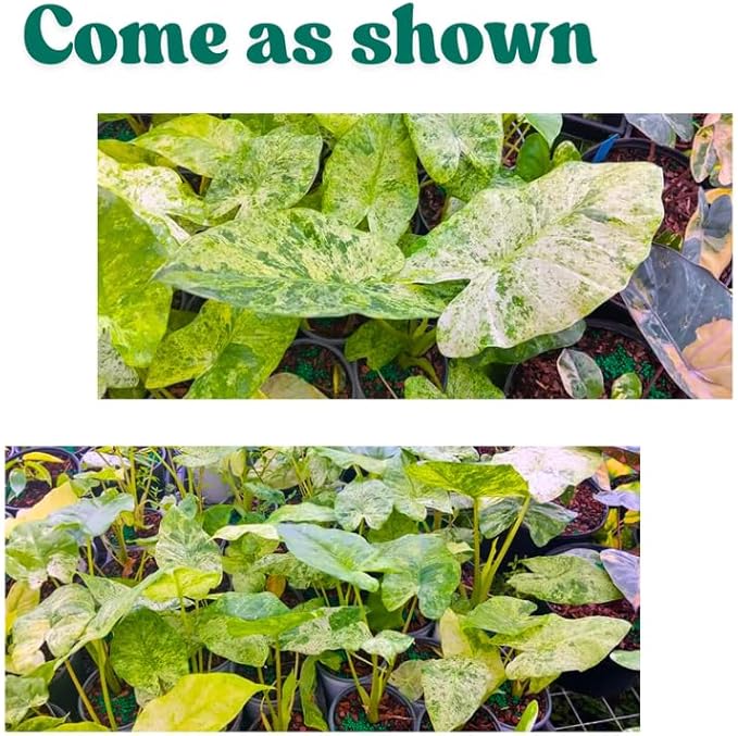 2 Variegated Alocasia Plants Live Houseplant for Indoor Outdoor Growing, 4 to 8 Inches Tall, Rare and Hardy