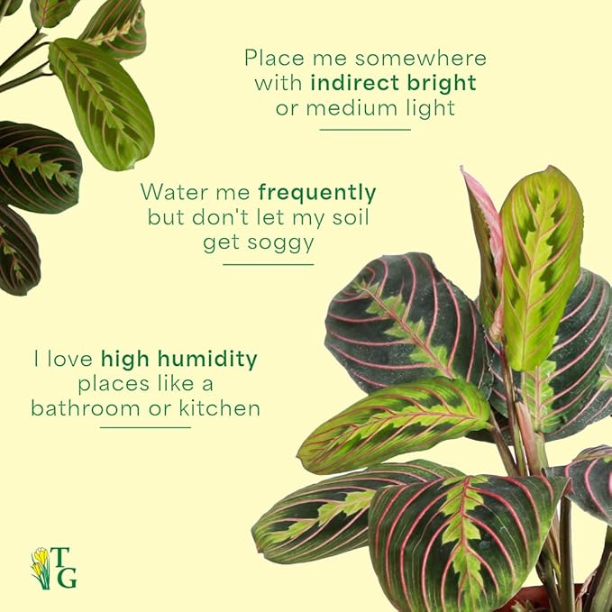 Thorsen's Greenhouse Red Prayer Plant, Live Indoor Plant, Pet Friendly, Popular Houseplant, Red Maranta, Easy to Grow, 4" Diameter Pot (White)