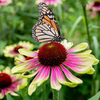 100+ Green Twister Coneflower Flower Seeds for Planting Outdoor-Rare Echinacea Purpurea 'Green Twister' Flower Plant Seeds for Garden Home Deer Resistant Non-GMO