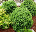 Globosa Nana Dwarf Cryptomeria (Japanese Cedar) - Live Plant - (1 QT)