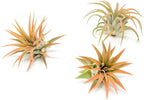 Coral Colorful Tillandsia Air Plants - Long Lasting Color Enhanced Live Tillandsia Succulent House Plants - Home and Garden Decor - Easy Care Indoor/Outdoor Plants (Ionantha Rubra, Single)