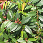 ReJoyce Coast Leucothoe – Evergreen Shrub for Shade Gardens, Borders & Containers – Fragrant, Deer-Resistant, Pet Safe – Low Maintenance, Attractive Foliage & Blooms 1 Gallon