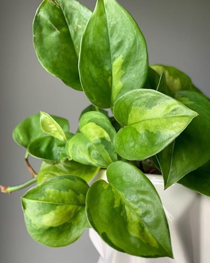 Global Green Pothos – Live Plant in 2 Inch Pot - Air Purifier Plant to Make Your House Healthier - Indoor Plant Aesthetic