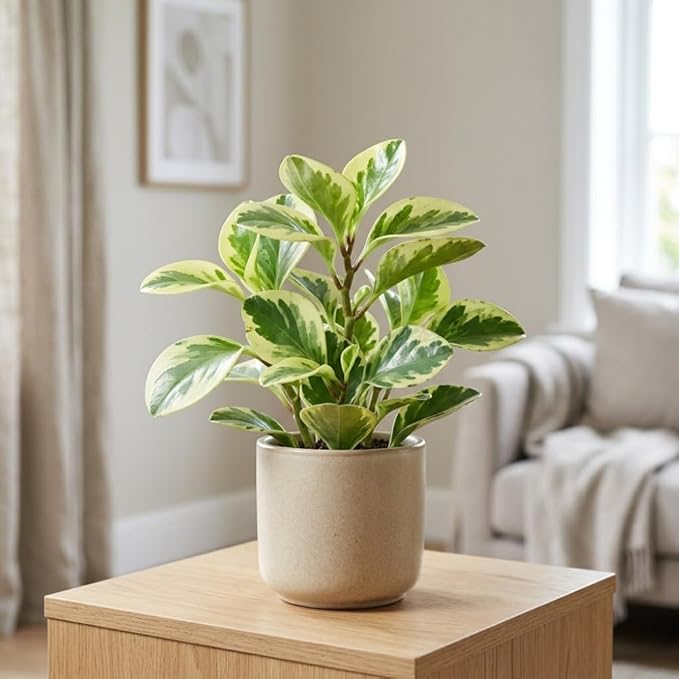 Peperomia Live Plant, Peperomia Obtusifolia Variegated, Baby Rubber Houseplant in 4'' Inch Pot, Easy Indoor Rubber Plant Live for Shelves, Desks & Small Spaces