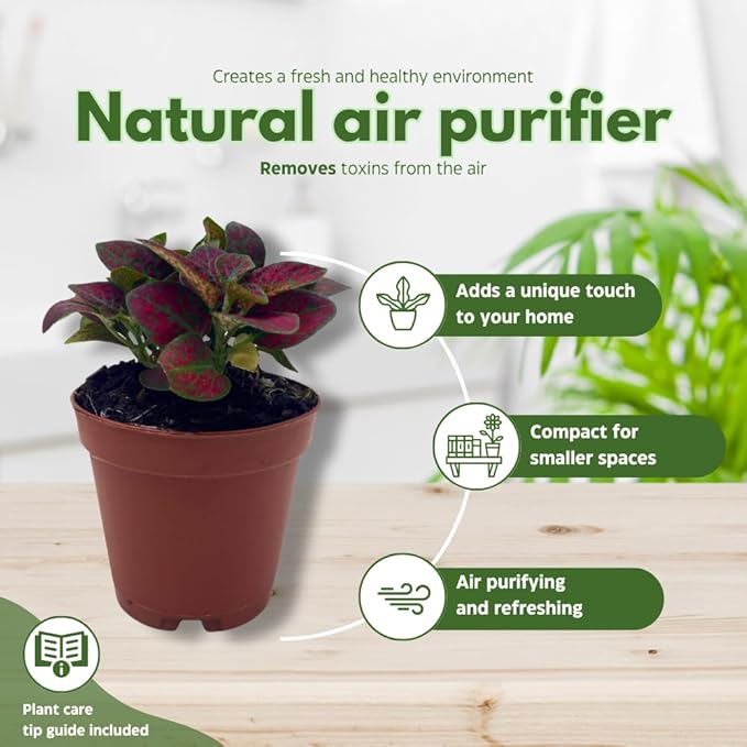 BubbleBlooms Red House Plants Foliage Assortment Set of 3 in 2 inch pots