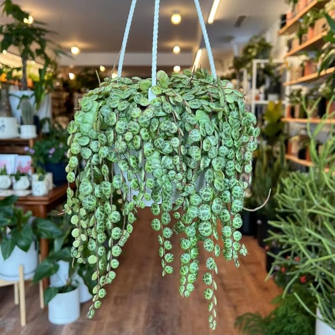 String of Turtles Plant Live, Rare Succulent Trailing Vine in Pot, Indoor Houseplant