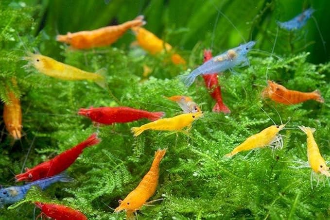 SF Aquatic™ 20 Mix Neocaridina High Grade Neocaridina Live Freshwater Aquarium Shrimps. Fully Mature Breeding Age. Live Arrival Guarantee.