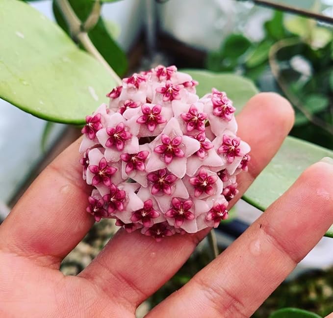Hoya Obovata Spalsh Available in 2" Pot, 4" Pot, and 6" Hanging Pot Hoya Live Plants Live Houseplants California Seller (One Small Plant, 2" Pot)