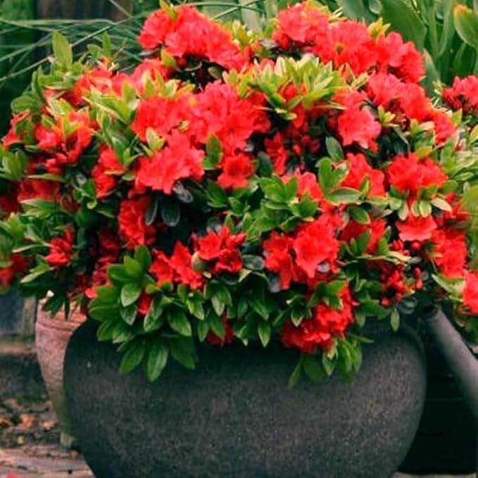 Red Azalea Plant Live, 7 Months Old Rhododendron Like, Azalea Rhododendron Tree Flowers Plants Live Bush in Pot