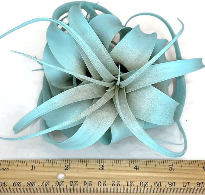 XL Xerographica Colored Air Plant, Live Tillandsia House Plant, Easy Care Indoor Outdoor, Great Gift, Healthy Arrival Guaranteed (Jade)