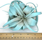 XL Xerographica Colored Air Plant, Live Tillandsia House Plant, Easy Care Indoor Outdoor, Great Gift, Healthy Arrival Guaranteed (Jade)