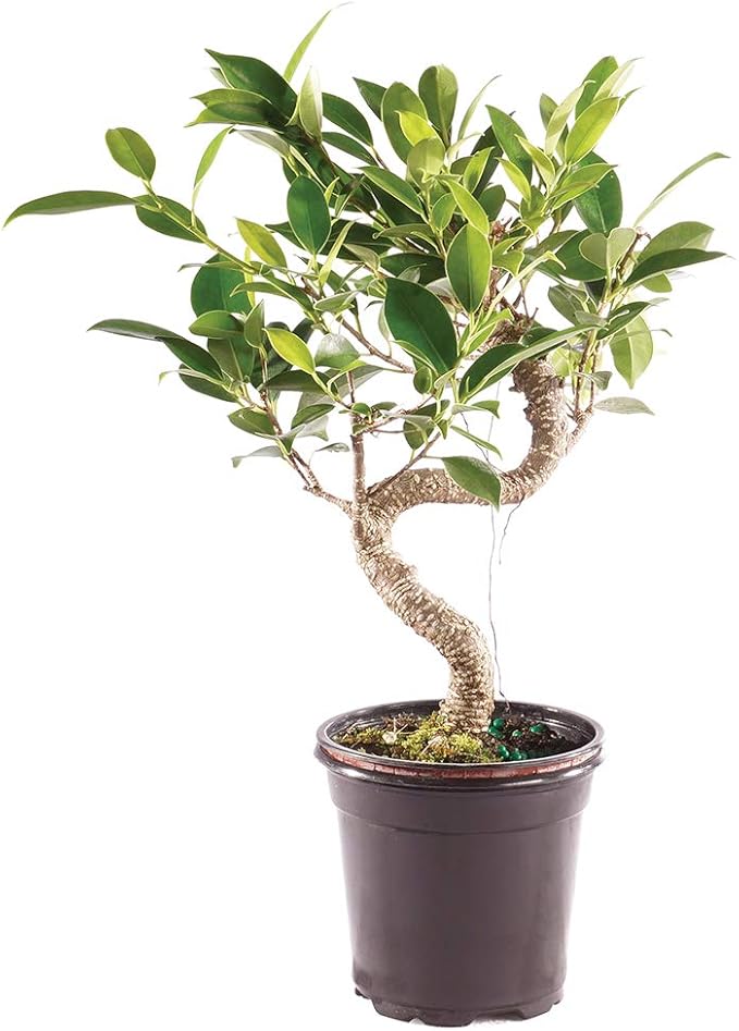 Brussel's Bonsai - Live Golden Gate Ficus Bonsai Tree in Grower Pot, Indoor Bonsai Plant, 4 Years Old, 5-8 Inches Tall, Easy Care Houseplant for Home or Office (Small, Green)