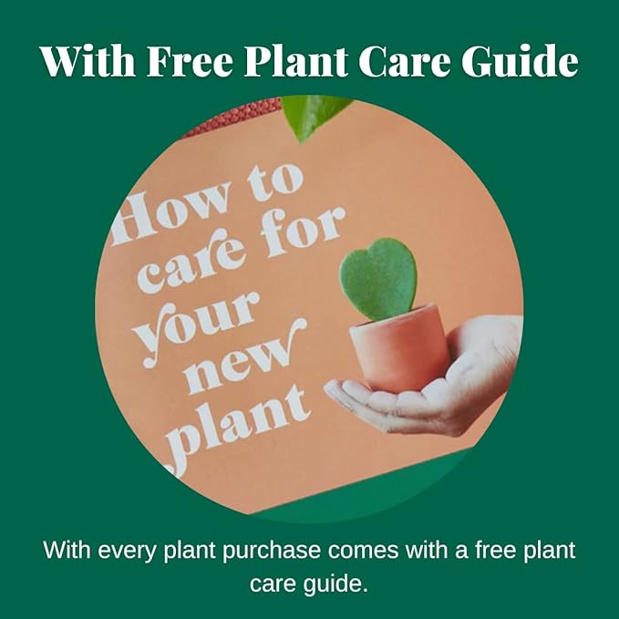 House Plant Shop | Pothos 'Green' - 4" Pot | Live Indoor Plant | Easy to Care | Natural Décor Plant | Great Gifts| Free Care Guide