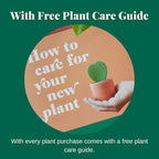 HOUSE PLANT SHOP | Pothos 'Green' - 6" Pot | Live Indoor Plant | Easy to Care | Natural Décor Plant | Great Gifts | Free Care Guide