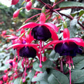 2 Fuchsia Flower Plants, Red Black Fuchsia Plants Well Rooted, 3 to 5 Inch Tall