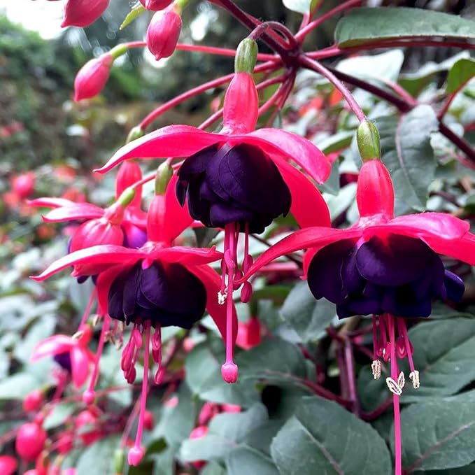 2 Fuchsia Flower Plants, Red Black Fuchsia Plants Well Rooted, 3 to 5 Inch Tall