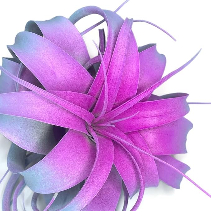 XL Xerographica Colored Air Plant, Live Tillandsia House Plant, Easy Care Indoor Outdoor, Great Gift, Healthy Arrival Guaranteed (Rainbow #2)