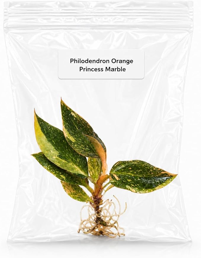 Philodendron Orange Princess Marble Tissue Culture Starter, Live Plant, Philodendron Plant, Indoor Plant, Variegated Houseplant, Live Plants Indoor, Mini Plant Gift for Collectors