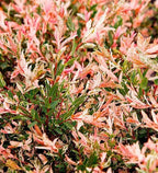 2 Japanese Dappled Nishiki Willow Shrub - 6-12" Tall Live Plants - Ornamental Deciduous Plant - Salix Integra 'Hakuro Nishiki' - (2 Pack)
