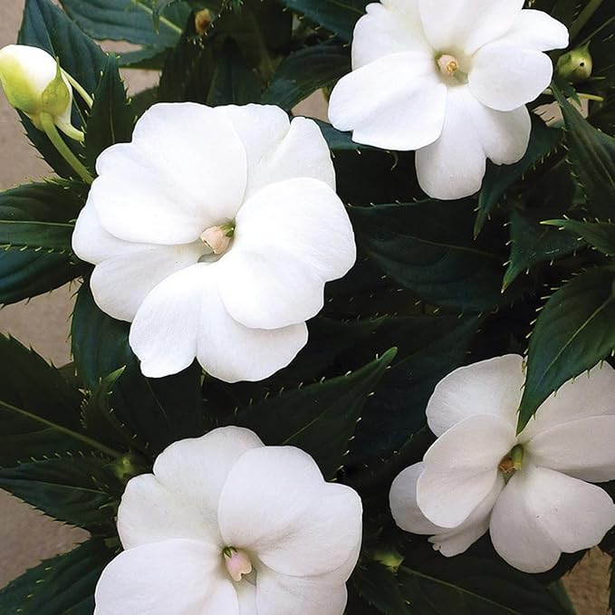 RedCrocus Impatiens Xtreme White – Vibrant White Flowering Annual, Perfect for Shade Gardens & Containers, Attracts Pollinators, Easy Care, Pet Safe (with Caution) 6" Pot (Pack of 5)