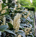 2 Carolina Cherry Laurel Shrubs - 4-6" Tall Live Plants - 3" Pots - Laurel Bush/Hedge Seedlings - Prunus caroliniana - (2 Pack)