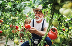 Floradel Tomato Seeds - Solanum lycopersicum - Plant with Confidence - 125+ Heirloom, Non-GMO Seeds for Bountiful Harvests!