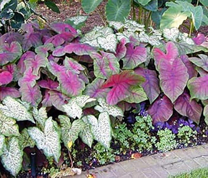 Blaze Caladium Bulbs for Planting - Large Size Root - Bold Red and Green Foliage - Hardy in Zones 9-11 - Vibrant Caladium for Gardens and Pots