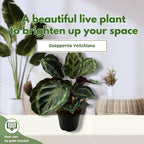 BubbleBlooms Calathea Medallion, Roseopicta in a 4 inch Pot Regal Rose, Rabbit Ear Prayer Plant