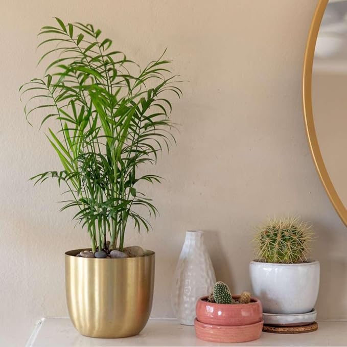 Parlor Palm Live Plant for Indoor | Different Houseplants in 4'' & 6'' Pot | Real House Plant for Living Room, Office, Desk & Bathroom | Neanthe Bella Palm | Chamaedorea elegans