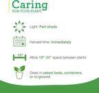Bonnie Plants Catnip Live Herb Plants - 4 Pack, Pet Friendly, Grows Great In Containers, Fresh For Cats & Dries For Cat Sachets