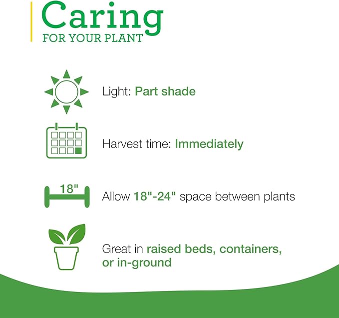 Bonnie Plants Catnip Live Herb Plants - 4 Pack, Pet Friendly, Grows Great In Containers, Fresh For Cats & Dries For Cat Sachets