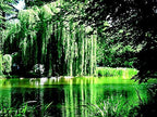5 Willow Trees- Ready to Plant - 2 Weeping Willow Trees + 2 Austree Hybrid Willow Trees + 1 Corkscrew Willow Tree - Indoor Outdoor Live Trees - Bonsai Starts