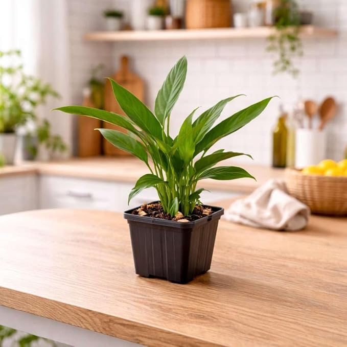 Spathiphyllum 'Peace Lily' Live Plant for Indoor | Different Houseplants in 3'' Pot | Real House Plant for Living Room, Office, Desk & Bathroom | Peace Lily | Spathiphyllum