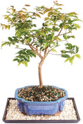 Brussel's Live Jaboticaba Indoor Bonsai Tree - 6 Years Old; 10" to 14" Tall with Decorative Container, Humidity Tray & Deco Rock