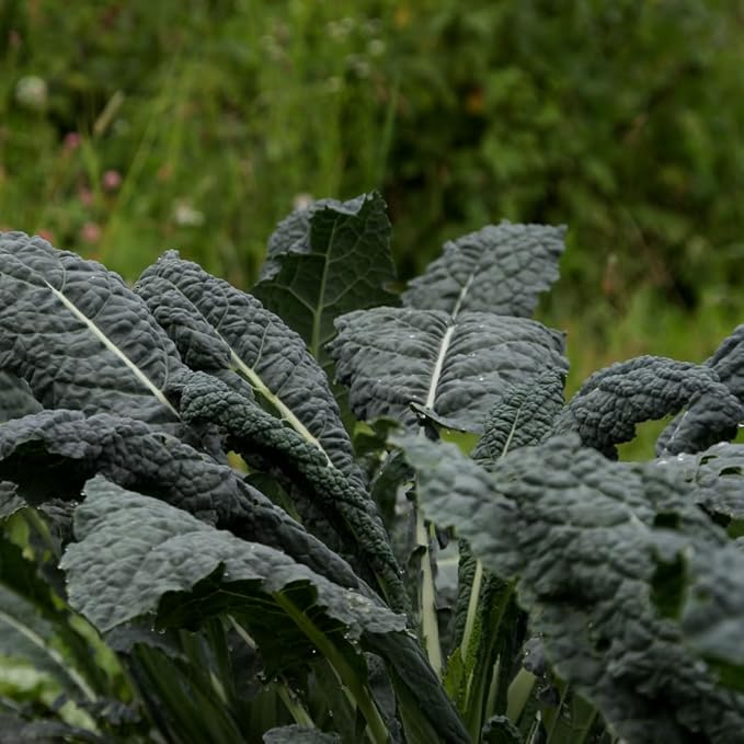 Set of 2 Live Blue Kale Plants, Edible Kale Vegetable Plant, 4 Inch Pot, for Planting