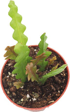 Fishbone Cactus 4" - from California Tropicals
