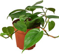 Philodendron Cordatum Heartleaf Live Plant for Indoor | Different Houseplants in 4'' & 6'' Pot | Real House Plant for Living Room, Office, Desk & Bathroom